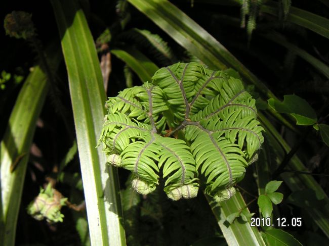 ニュージーランドはシダの宝庫？日本では見られないものもあります。 <br /><br />