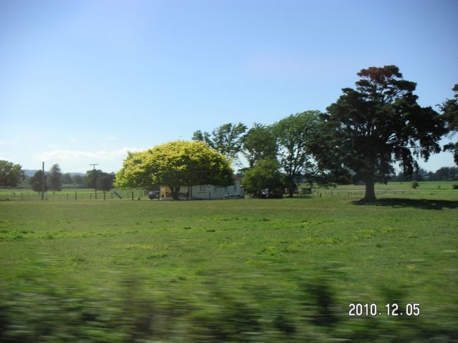 オークランドに向う途中<br />こちらも変わった植物、葉っぱなのか黄色い頭が特徴の木も美しく。 <br /><br />続きは、<br />http://4travel.jp/traveler/doratama/album/10731807/<br /><br />