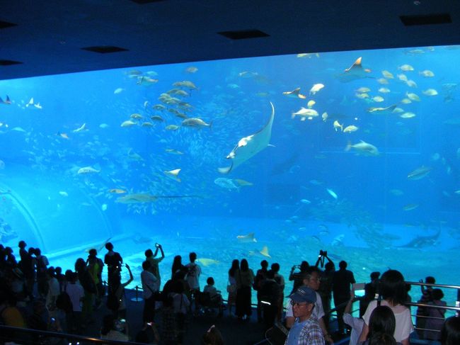初めてのちゅら海水族館。<br /><br />やはりこのメインの水槽の前で、長い間さかなに見入ってしまいますね。<br /><br />ジンベイザメだけでなく、マンタがゆうゆうと泳ぐ姿に癒されます。