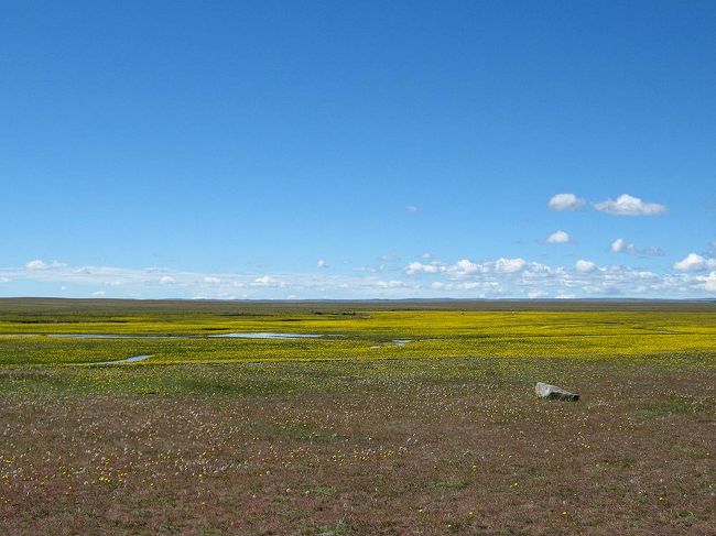 休憩所のそばは一面たんぽぽに覆われていた。