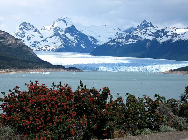 ファイアーブッシュの赤い花と氷河。