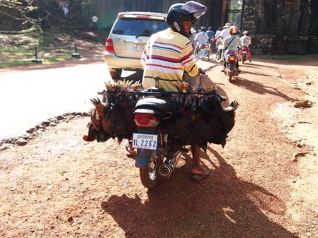 門を通り抜けると…<br />おっっっ！！<br />すぐ横を普通に通って行きました<br />びっくり！！鶏です<br />足が縛られて目がきょろきょろ動いてる<br />豚がバイクに積まれていたり、それが日常です