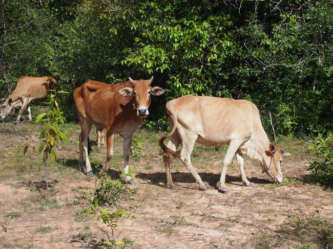 昼食後はバンテアイ・スレイへ<br />途中の山道に立ち寄った際、牛がいました<br />