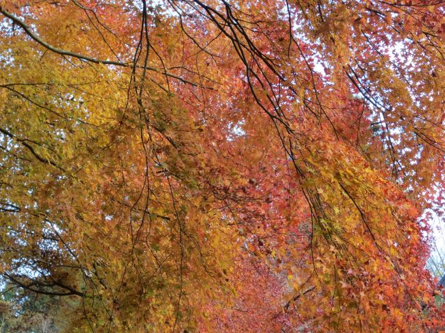 箱根の紅葉と温泉 強羅温泉 神奈川県 の旅行記 ブログ By Riyakoさん フォートラベル