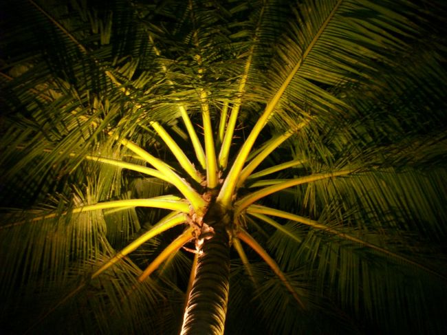 インターナショナル・レストラン（屋外席）では、こんなステキなやしの木がライトアップされて、風が吹き抜けます♪