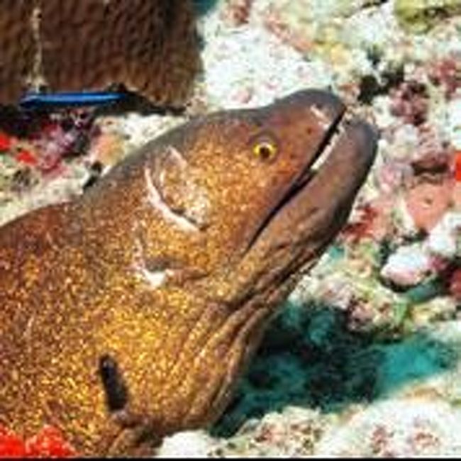 3日目は、潮の流れが強かった！<br /><br />おかげで、いろんな子達が顔を出します♪<br /><br />ウツボさんがひょっこり・・・あっちこっちから♪棚沿いに流しても、突然現れてビックリでした！