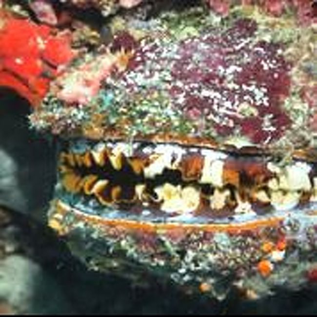 いや〜ん。かさご？♪