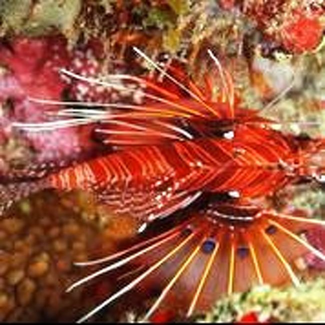 見とれてしまいます♪