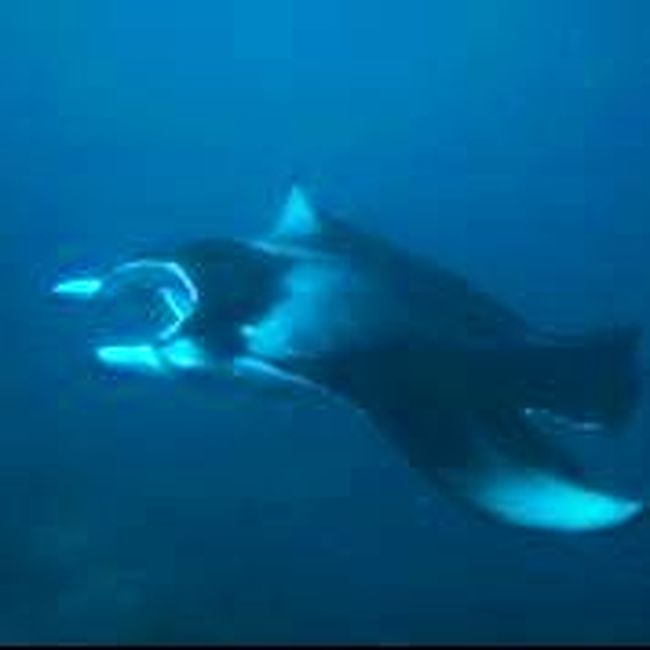 マンタちゃんもね♪