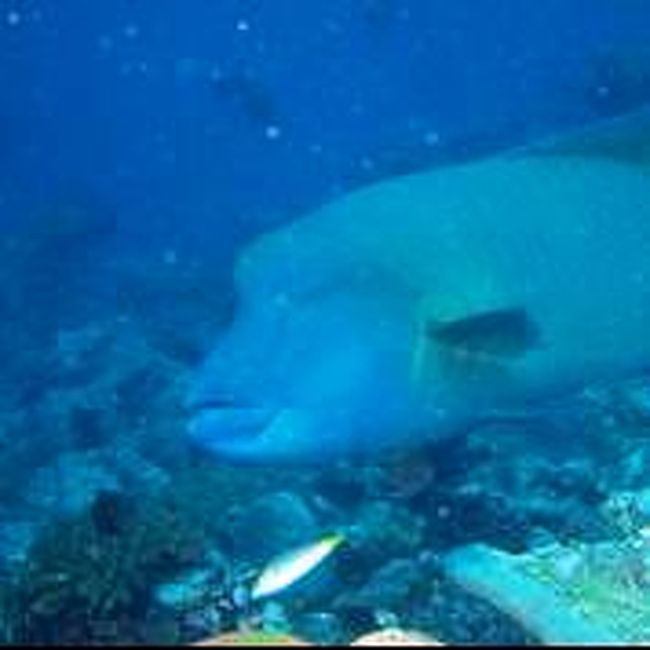 ナポレオンは、相変わらずのお顔で♪