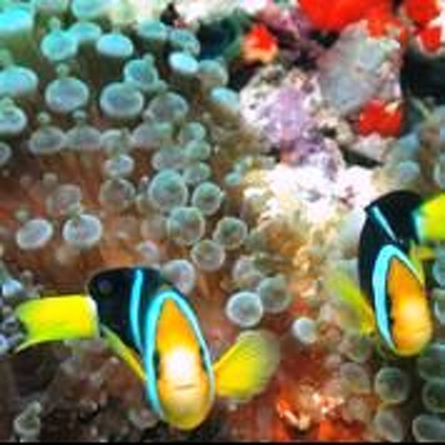 きりがないです・・・可愛いクマノミん♪で〆ておきますね♪