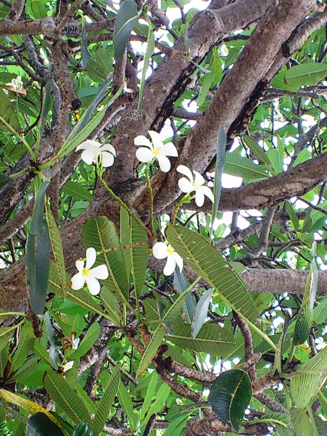 今度は、地上になりますよ♪<br /><br />誰もが知るプルメリア。。。良い香りです♪
