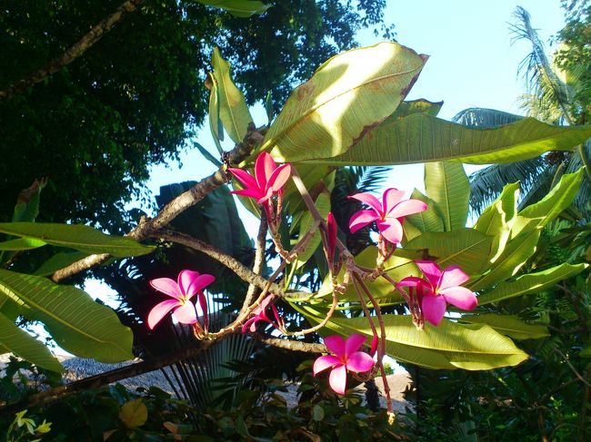 ピンク・プルメリアも♪