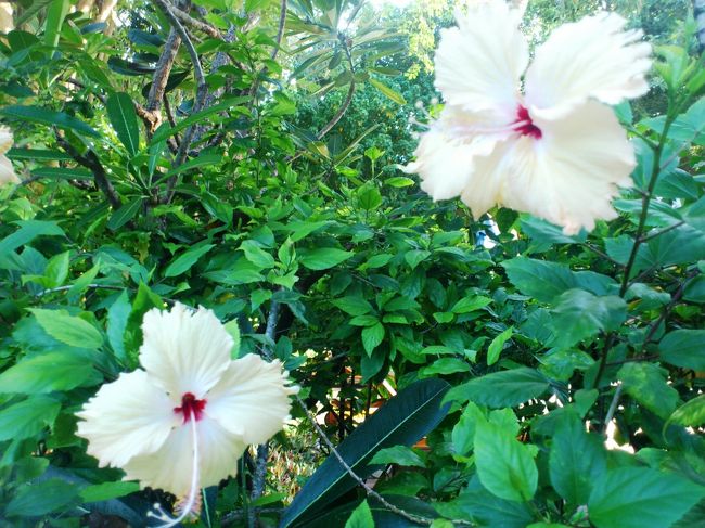 ハイビスカス！