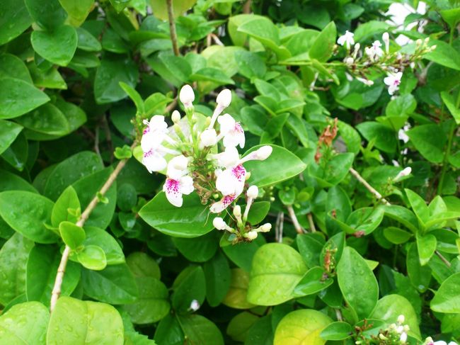 お花がいっぱい！