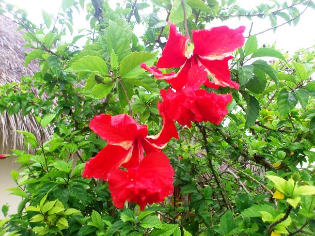 赤いハイビスカスは、こぼれそーーー！
