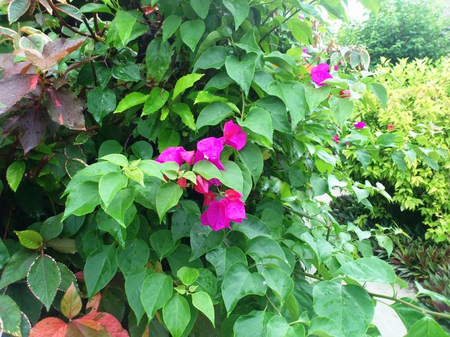 ブーゲンビリアは、生垣代わりですね♪