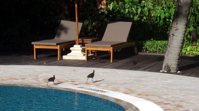 プールサイドには、鳥の親子が時々散歩しています。<br />超かわいいです♪