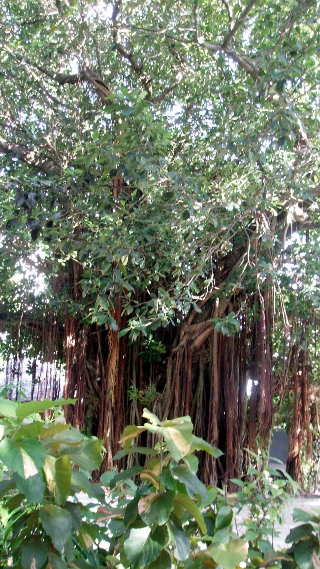 コテージまでの道は、もちろん整備されていますが、自然をいっぱい残してあります。この大木も樹齢を感じます。<br /><br />