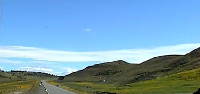 バスの中から両側がタンポポに覆われた道路を撮影。