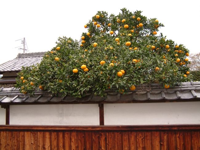 柑橘が実っていた。<br />日本家屋の白壁の塀によく映えている。<br />
