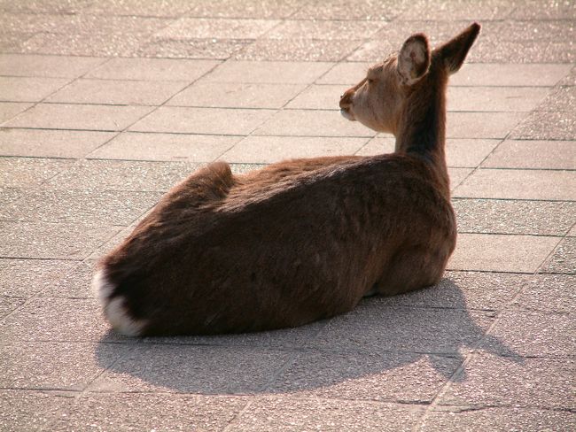 宮島のフェリー乗り場は、神社の本殿らは少し外れている。<br />石畳の道を歩いて行く。<br /><br />鹿がうろついている。<br /><br />門前町が栄えている。<br />宮島自体が神社の境内であるから門内町と言うべきか。<br />