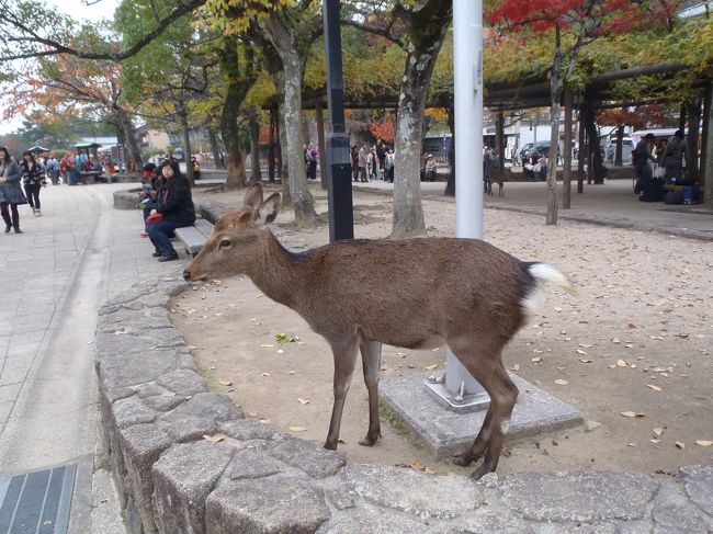 早速しかさんに遭遇。<br />奈良公園の鹿と違って、おとなしいように思いました。