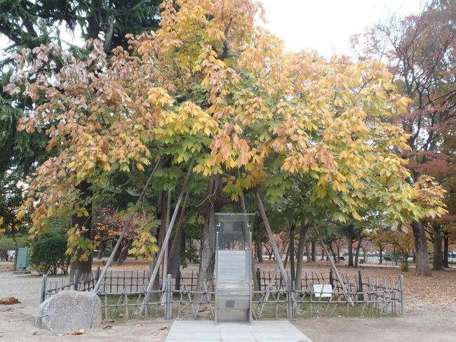 資料館の脇にある被爆したアオヤギの木。