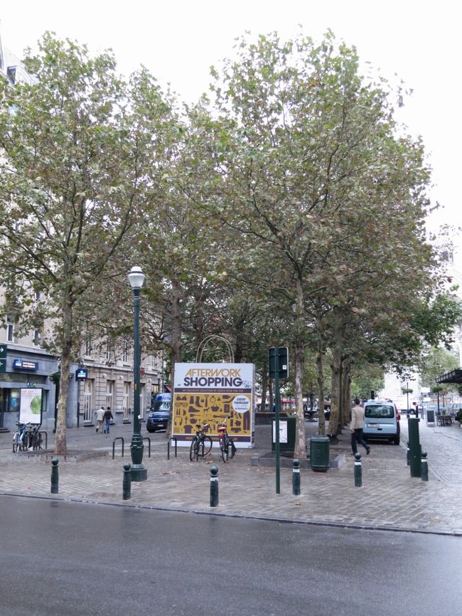 いい感じの並木道。