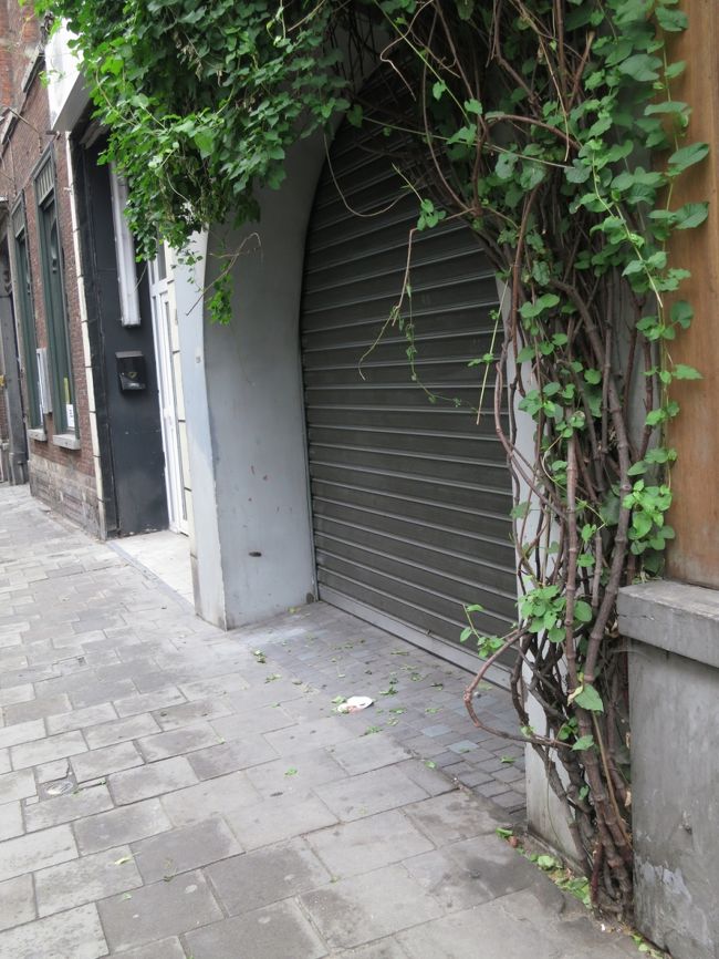 わずかに残った地表から元気に生長している植物です。<br />ど根性系。