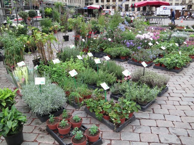 今日は花市開催中。