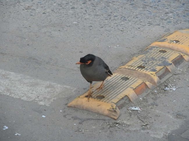 道路の真ん中に鳥さんが…、避けないんだよね。
