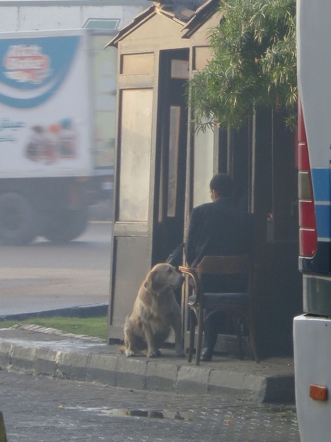 今日の爆弾探知犬はゴールデンでした。