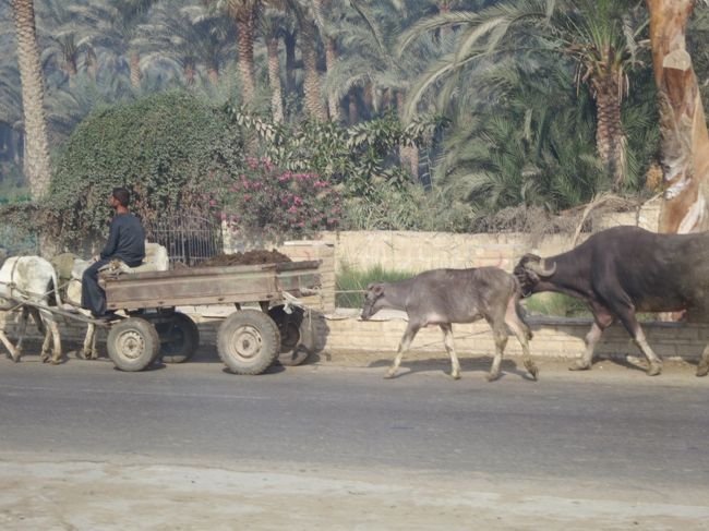 水牛が農作業にでかけていきます。