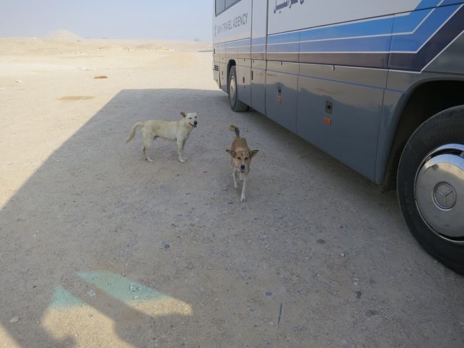 バスが着くと犬達が寄ってきます。<br /><br /><br />ごめねん、朝食抜きだからパン持ってこられなかった。<br /><br /><br />そうだ！リンゴがあった。<br /><br />バスに取に行き、リンゴをあげたけど、食べず・・・