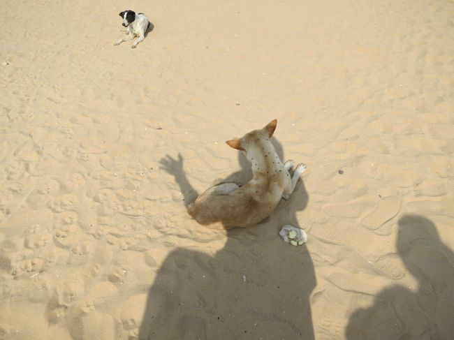 私の影で日よけをするハエだらけの犬。<br /><br />薬をあげたい・・・<br /><br /><br />この子たちにもリンゴをあげたけど、食べたことないのか食べてくれませんでした。