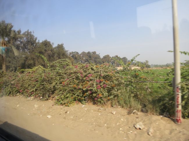 雨が降らないのと空気が汚いので、ブーゲンビリアも汚れています。<br /><br />でも、緑があるのは水がある証拠。<br /><br />移動のバスを見ると手をふる子供たち。<br /><br />今後、バスがいっぱいくるといいね。<br /><br /><br />みなさん、エジプトに行きましょう！<br /><br />次は、アレキサンドリアへバス移動です。<br />