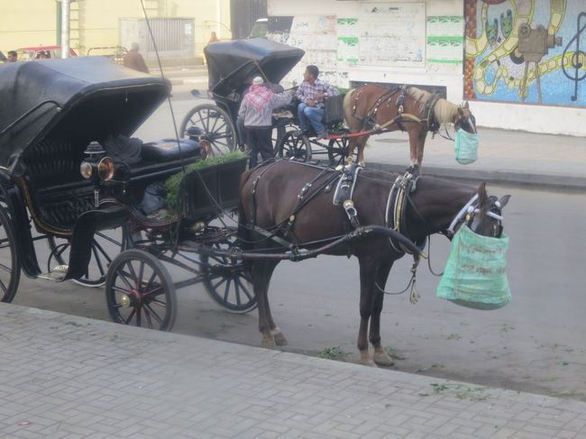 カイロまでは、馬のエサは道路に置かれていたけれど、<br /><br />アレキサンドリアでは禁止なのか、首にかけた袋に入ったエサを食べていました。<br /><br />アレキサンドリアだって、ゴミだらけじゃん。<br /><br />青草が散らばってるほうがマシだと思うんだけどねぇ。<br /><br />馬さん、それじゃ食った気しないね。<br /><br />