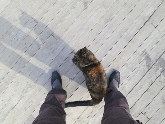 劇場の側にいるこの猫は、お腹が空いたとすりすり。<br /><br />何もなくてごめん。<br /><br />のど飴を細かくしてあげたけど食べてくれません。当たり前か。