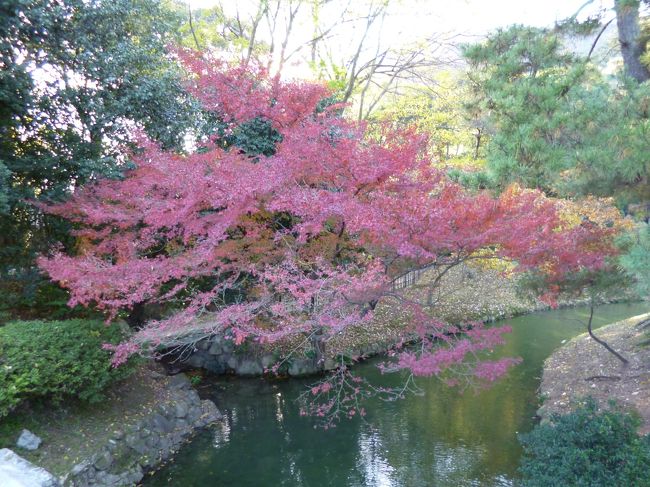 枝の広がりが見事