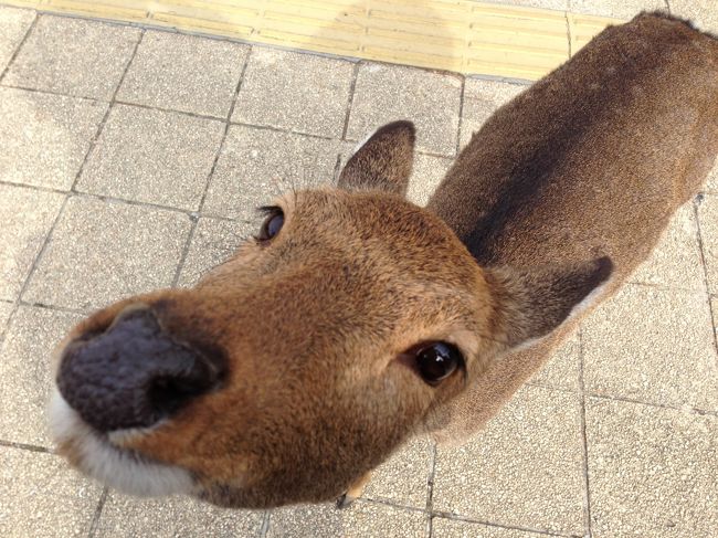 大人しくて可愛い鹿のお出迎え。<br /><br />「鹿の狙いは紙？食べちゃだめだよ。」