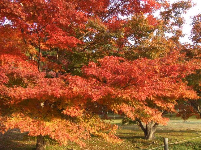 夕日で紅葉が染まる。<br /><br />「より一層赤く輝く。」