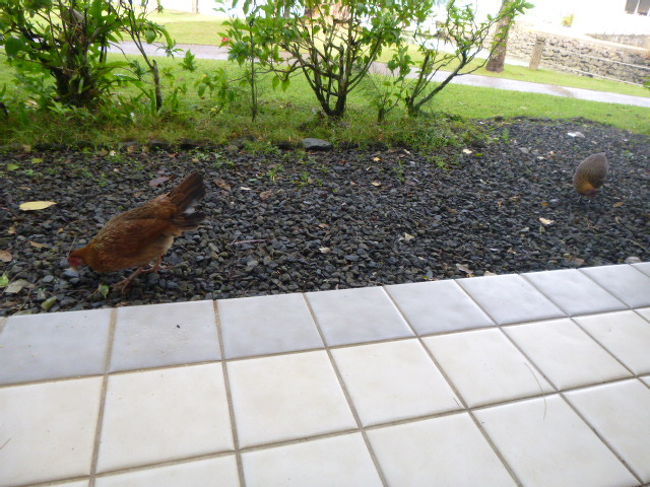 【２日目】<br />８時頃、起床。<br />テラスに遊びに来る鶏にクッキーをあげる。<br /><br />朝食はココナッツテラスでアラカルトを注文。<br />レストランで５か所も蚊に刺される…。