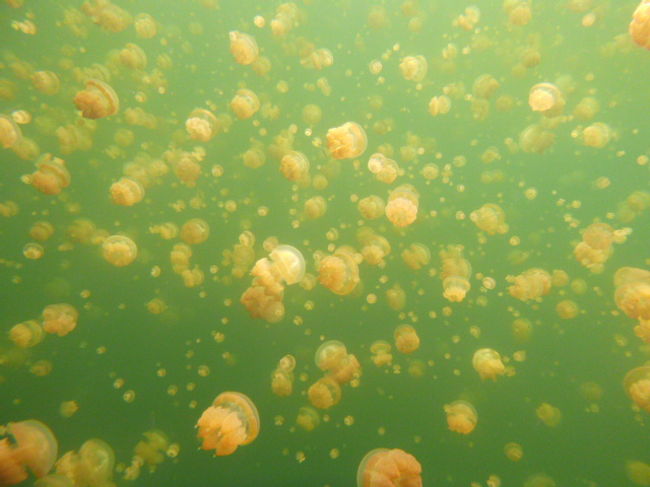 桟橋から水中へ。しばらく泳ぐと、<br /><br />「なんじゃこりゃああああああああ！！！」