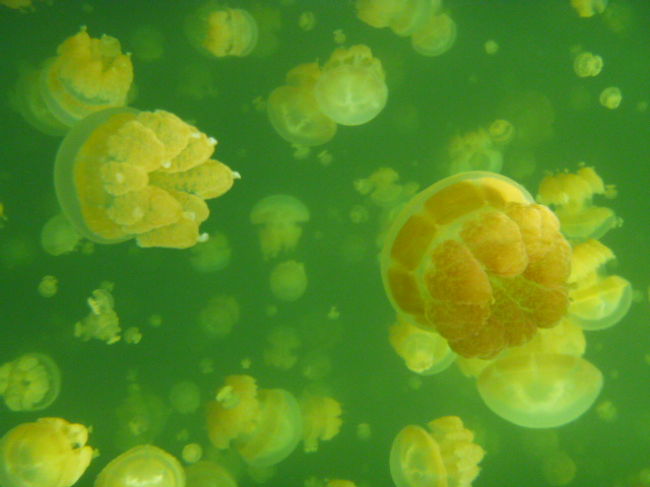 パラオのために、防水デジカメを買ってよかった。<br /><br />「静かにプカプカ浮いていると、くらげと一体化！」