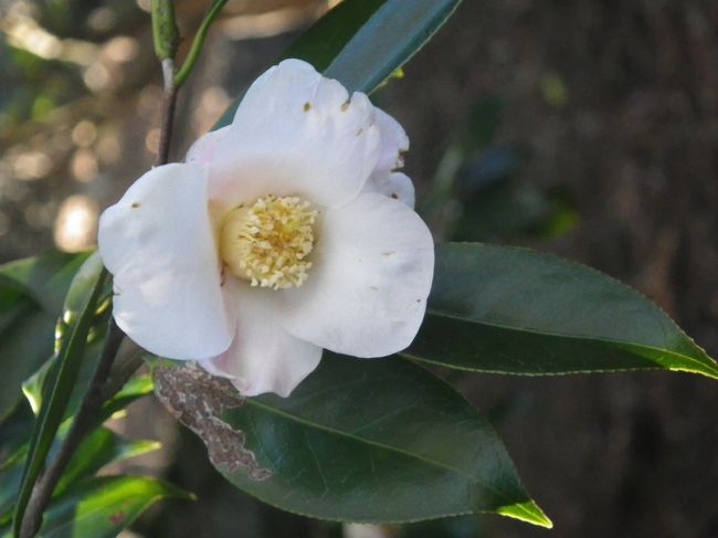 そして園内深く入っていくと−−−！