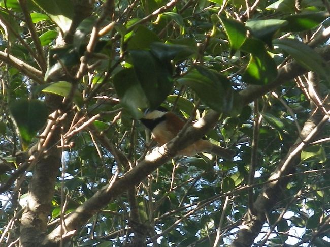 いや、違いました。<br /><br />今度は頭上に綺麗な小鳥が！<br /><br />「教訓」を思い出して撮影！<br /><br />葉っぱが邪魔！