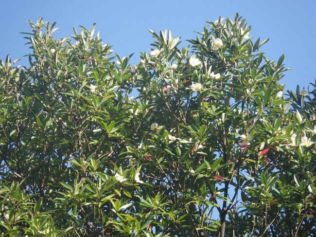 とにかく動物豊かな所でした。<br /><br />これは台湾椿というそうです。<br />