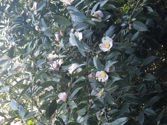 早咲きの椿はところどころにありました。