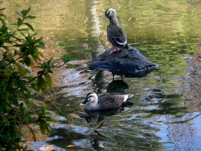 カモが優雅に泳いでいます。<br /><br />寒くない？？！
